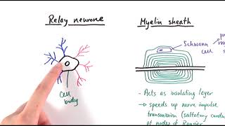 A2 Biology  Neurones OCR A Chapter 132 [upl. by Ynney333]