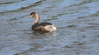 Australasian Grebe 56 [upl. by Junna598]