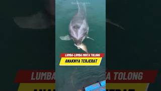 Lumbalumba ini meminta bantuan nelayan 🐬😣 [upl. by Bouchier288]