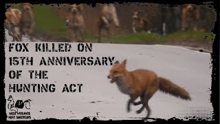 Fox killed day after the 15th Anniversary of the Hunting Act [upl. by Jonell442]