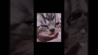 El Muchacho De Los Ojos Tristes Cat cat meme sad jeanette elmuchachodelosojoatristes edit [upl. by Lawan]