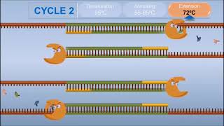 Polymerase Chain Reaction PCR [upl. by Enovaj]