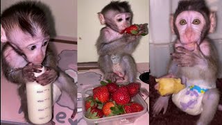 LITTLE MONKEYS PLAYING AND EAT STRAWBERRY babymonkey monkey live [upl. by Ahsian290]