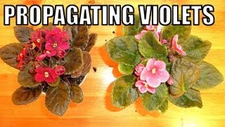 How To PROPAGATE AFRICAN VIOLETS From Leaf  Complete Easy Guide [upl. by Enytsirk]