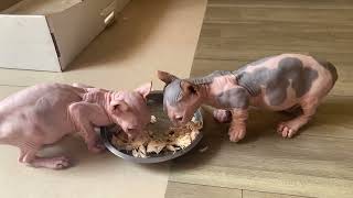 2MonthOld Sphynx Kitten Gobbles Chicken and Sticks to Its Human Like Glue [upl. by Treblih]