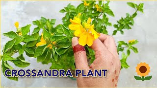 Crossandra fire cracker aboli plant care 🌱🌱 how to grow crossandra plant in pot 🌾🌾 [upl. by Meekyh]