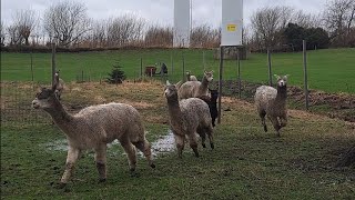 Alpaca family rushing to see their new tree [upl. by Gautious]