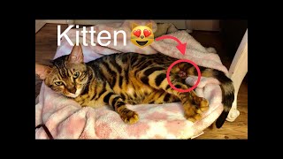 Bengal Cat Giving Birth to 4 Adorable Kittens  Amazing and Emotional [upl. by Jozef]