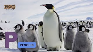 ABC Arctic Snow Animals Song  Learn English Alphabets and Animals for Kids abcd english animals [upl. by Launame199]