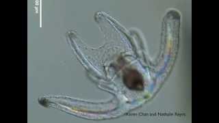 Echinoderm larvae  Sea Cucumbers and Brittle Stars [upl. by Rowney]