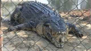 Koorana Crocodile Farm Rockhampton Queensland Australia [upl. by Loos]