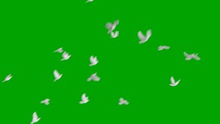 Free green screen flying doves [upl. by Lepper]