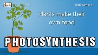 Photosynthesis  Photosynthesis in plants  Photosynthesis  Biology basics for children  elearnin [upl. by Epstein]