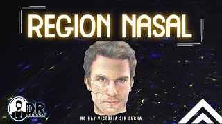 ANATOMÍA REGIÓN NASAL  MÚSCULOS DE LA NARIZ  ✅ [upl. by Euqenimod]