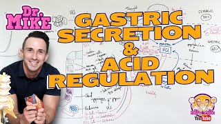 Gastric Secretion and Acid Regulation [upl. by Frangos]