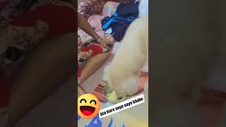 Rasogolla khub Kure dekho gopo funny doglover toypomsky comedysong pets toypomdog comedy [upl. by Irehj426]