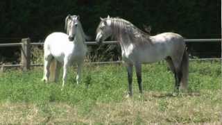 4 PRE Deckhengste im freien Spiel  4 Andalusian stallions and their unbelievable movements [upl. by Brina]