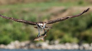 reportage  Le Balbuzard Pêcheur [upl. by Orvie]