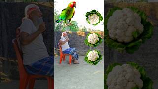 Rounding cauliflowers to Duck Peacock Pigeon amp Parrot  Birds names magic video [upl. by Culley933]