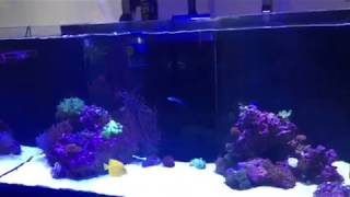 Red Sea Reefer 350 Maxspect Gyre XF230 in Action [upl. by Uriiah]