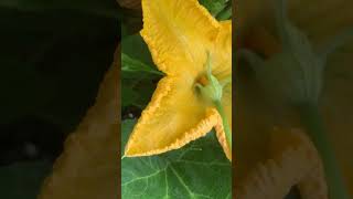 S1Hand pollinating pumpkin flower diygardening [upl. by Nodyl847]