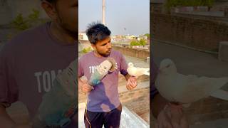 Light Aa gyi Ab kya hoga  wait for it  pigeon reaction shorts skpigeonloft [upl. by Ettie962]