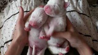 Dogo Argentino Dogo Argetino puppies WWWLEGENDDOGOSCOM [upl. by Aurilia]