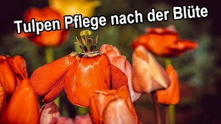 Tulpen nach der Blüte pflegen  Verblühte Tulpen schneiden düngen vermehren  Tulpen verblüht [upl. by Solakcin]