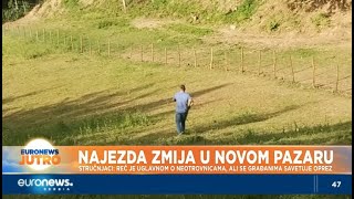 Najezda zmija u Novom Pazaru [upl. by Yralam]