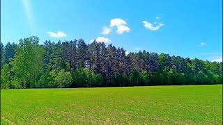 Relaxing Meadow with Ambient Nature Sounds  5 Hours  Relaxing Nature Sounds [upl. by Hester]