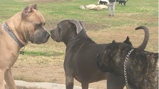 Cane Corso Park [upl. by Forlini]