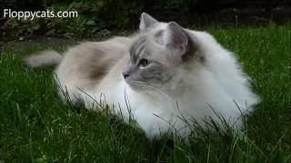 Ragdoll Cat Trigg Hanging Out Outside May 2016  ねこ  ラグドール   ネコ  ねこ Floppycats [upl. by Luy]