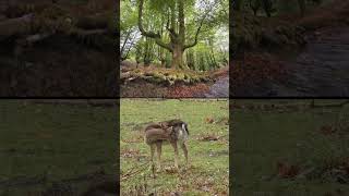 Random Nature Parks Daily Gorbea Spain mountains naturepark gorbeia gorbeiako paisvasco [upl. by Dani]