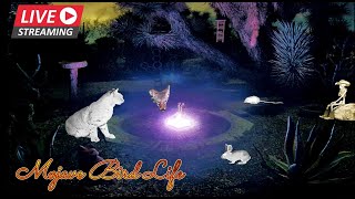 🔴 LIVE 🌵Mojave Desert Night Watering Hole🌜⛲Coyotes Bobcats Kangaroo Rats amp More ✨Ad Free✨ [upl. by Sinnek]