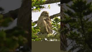 Blakistons Fish Owl Largest Owl [upl. by Sorcim513]