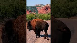 CLOSE ENCOUNTEROF THE BISON KIND caprockcanyonstatepark [upl. by Vijnas]