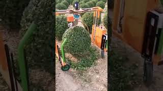 Automatic Trimming Machine for Buxus And BoxwoodShrub TrimmerHedge Trimmerround tree [upl. by Piderit]