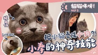 【🐱貓貓咪呀EP3】把貓咪養成小狗？小拳的神奇技能！｜貓咪訓練｜生活日常｜英國短毛貓｜藍貓 [upl. by Illom]