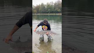 STORIONE BELUGA sempre in CANNA fishing fishingvideo sturgeon [upl. by Glennis677]