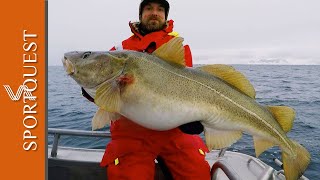 Skrei Cod Fishing in Nappstraumen Norway with Nordic Sea Angling [upl. by Leodora]