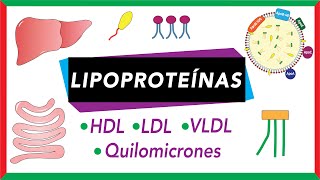 Lipoproteínas Quilomicrones VLDL LDL y HDL Transporte de lípidos [upl. by Annabal]