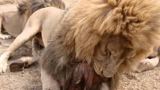 Lion feeding  antelope park Zimbabwe [upl. by Andres676]