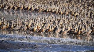 Plumed Whistling Duck [upl. by Jacinta]