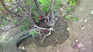 How to Repair Landscape Drip Irrigation Bubblers Made Easy [upl. by Nayrbo376]