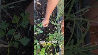 How To Grow Your Own Scallions From Scraps super easy gardening garden [upl. by Worrad683]