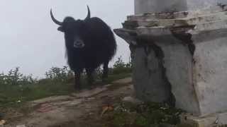 Himalayan Yak Attack at Panch Pokhari Sindhupalchok [upl. by Enytnoel]