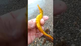 Sea horse fish🐠shortsvideo [upl. by Airual]