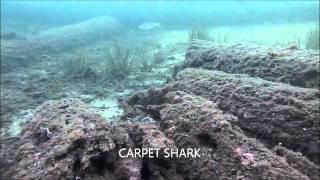 A SHARK UNDER BUSSELTON JETTY [upl. by Nyre]