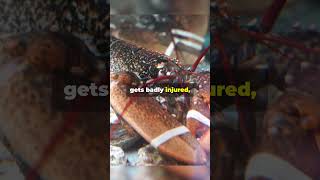 Crabs Can SelfAmputate Limbs facts wildanimalfacts animals crab funfacts [upl. by Finny]