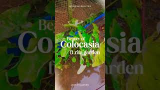 Admiring the Beauty of Colocasia ft Ritas Garden colocasia waterplants RitasGarden [upl. by Aitas]